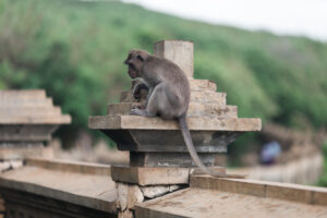 Read more about the article 🐒 Monkey Mayhem at the Bali Temples